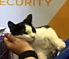 Hopper the cat at RSA