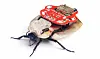 Right royal rumpus over remote-control 'RoboRoach'
