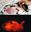 Koreans cook up glow-in-the-dark beagles