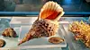 Coral Reefs: Secret Cities of the Sea exhibition – life beneath the waves