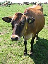 Internet of Stuff: Cleaner washing, more milk ... fewer COW FARTS?