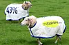 Sheep ad not cruel, bleats Samsung