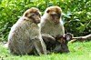 Now that's real science: CYBORG MONKEYS with PROSTHETIC ARMS