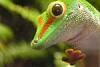 Hey, it's ... Gecko man, Gecko man, does almost whatever a GECKO can