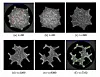 Slime mould mashup models fiendish computing problem