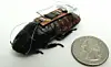 Boffins computerize giant cyborg cockroaches