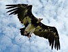 Arthur the vulture. Pic: Birds of Prey Displays