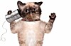 shutterstock_192561857-cat-