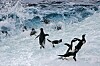 penguins