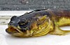 SEX CRAZED FISH keeping hapless Southamptonites awake