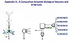 Illustration: A comparison between biological neurons and HTM cells