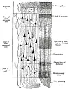 Diagram of the neocortex, taken from Gray's Anatomy