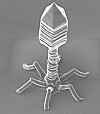 AI-Designed Virus Treats Antibiotic-Resistant Infection for First Time