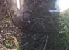 Crack Telstra Cabling SquadTM goes all Tarzan to restore internet