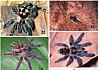 MULTICOLOURED TARANTULAS found UP TREES in Brazil