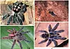 MULTICOLOURED TARANTULAS found UP TREES in Brazil