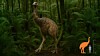 LoTR director Jackson backs plan to resurrect giant NZ birds