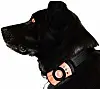Mobiles for dogs and other gadget goodies