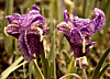 Iris flowers