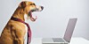 Dog yawn