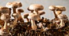 Shiitake mushrooms