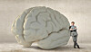 brain