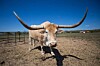 Longhorn image via Shutterstock