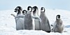 Penguin Chicks
