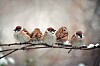 sparrow