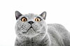 Microsoft patches patch for Meltdown bug patch: Windows 7, Server 2008 rushed an emergency fix