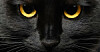 A black cat