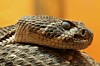 Venomous snake