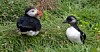 Puffin and chick