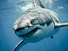 shark