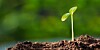 Green sprout growing from ground