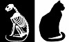 drawing of live cat and cat skeleton
