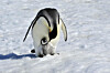 penguin with a baby