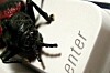 bug on keyboard