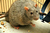 Rat