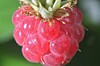 Raspberry, image via Shutterstock