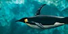 Penguin swimming