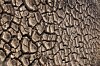 Drought