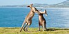 Fighting kangaroos
