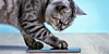 Cat walking on smartphone