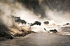 Wildebeest crossing the Mara River during the annual great migration between Tanzania and the Masai Mara in Kenya.