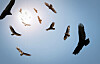 vulture