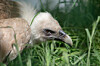 A close portrait of the Griffon Vulture (Gyps fulvus)