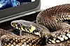 shutterstock_287971118--snake-hero