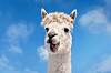 LLaMA