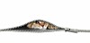 A cat peering through a zipper